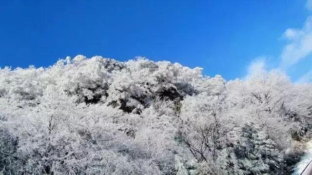救援甜蜜熊